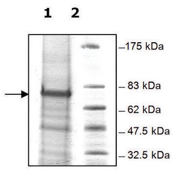 FBXL10 human recombinant, expressed in baculovirus infected Sf9 cells, &#8805;80% (SDS-PAGE)