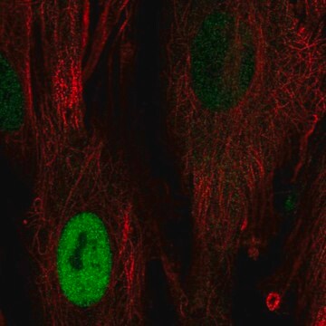 Anti-CCND1 antibody produced in rabbit Prestige Antibodies&#174; Powered by Atlas Antibodies, affinity isolated antibody