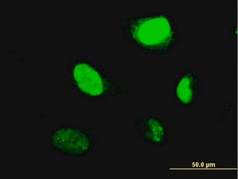 Monoclonal Anti-MYBL2, (C-terminal) antibody produced in mouse clone 1C7, purified immunoglobulin, buffered aqueous solution