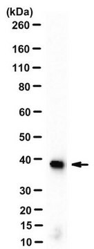 Sheep Anti-Mouse IgG Antibody, Species absorbed Antibody, HRP conjugate from sheep, peroxidase conjugate