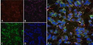 Monoclonal Anti-Mmp9 - Rpe antibody produced in mouse clone S51-82, purified immunoglobulin