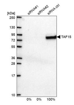 Anti-TAF15 antibody produced in rabbit Prestige Antibodies&#174; Powered by Atlas Antibodies, affinity isolated antibody