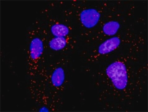 Anti-PPM1B antibody produced in rabbit purified immunoglobulin, buffered aqueous solution