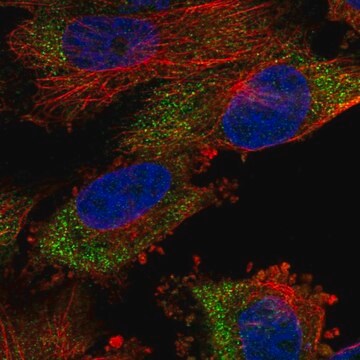 Anti-MSL2 antibody produced in rabbit Prestige Antibodies&#174; Powered by Atlas Antibodies, affinity isolated antibody