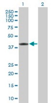 Anti-MVK antibody produced in rabbit purified immunoglobulin, buffered aqueous solution