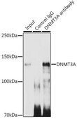 Anti- DNMT3A antibody produced in rabbit