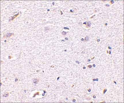 Anti-Syntaphilin (ab1) antibody produced in rabbit affinity isolated antibody, buffered aqueous solution