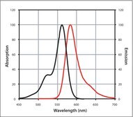 Anti-Rabbit IgG (H+L), highly cross-adsorbed, CF&#8482; 568 antibody produced in goat ~2&#160;mg/mL, affinity isolated antibody