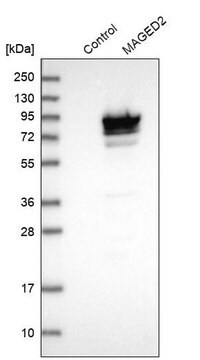 Anti-MAGED2 antibody produced in rabbit Prestige Antibodies&#174; Powered by Atlas Antibodies, affinity isolated antibody, buffered aqueous glycerol solution, ab2