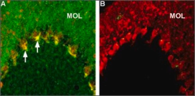 Anti-Caspr2 antibody produced in rabbit affinity isolated antibody, lyophilized powder