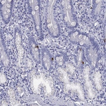 Anti-Mln Antibody Produced In Rabbit Prestige Antibodies&#174; Powered by Atlas Antibodies, affinity isolated antibody, buffered aqueous glycerol solution