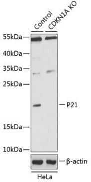 Anti-P21 antibody produced in rabbit