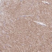 Anti-GABBR2 antibody produced in rabbit Prestige Antibodies&#174; Powered by Atlas Antibodies, affinity isolated antibody, buffered aqueous glycerol solution