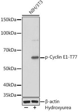 Anti-Phospho-Cyclin E1-T77 antibody produced in rabbit