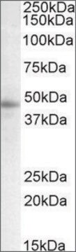 Anti-STAP2 (C-terminal) antibody produced in goat affinity isolated antibody, buffered aqueous solution