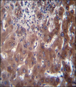 ANTI-SCLT1 (C-TERM) antibody produced in rabbit IgG fraction of antiserum, buffered aqueous solution