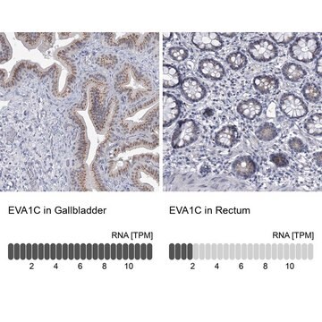 Anti-EVA1C antibody produced in rabbit Prestige Antibodies&#174; Powered by Atlas Antibodies, affinity isolated antibody, buffered aqueous glycerol solution