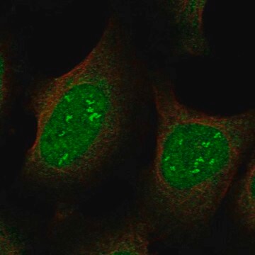 Anti-JAZF1 antibody produced in rabbit Prestige Antibodies&#174; Powered by Atlas Antibodies, affinity isolated antibody