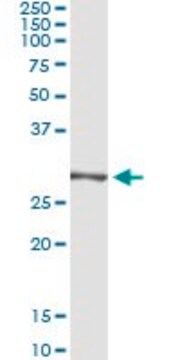 Monoclonal Anti-TRIM72, (C-terminal) antibody produced in mouse clone 2G1, purified immunoglobulin, buffered aqueous solution