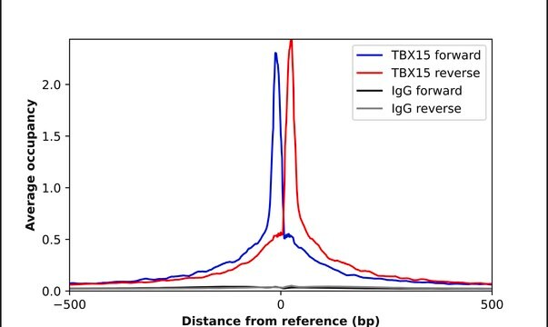 Anti-TBX15 antibody produced in rabbit Prestige Antibodies&#174; Powered by Atlas Antibodies, affinity isolated antibody, buffered aqueous glycerol solution