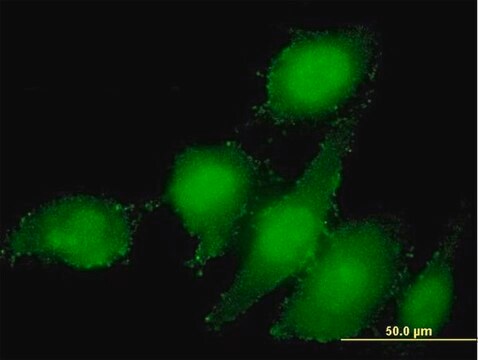 Monoclonal Anti-STAMBP antibody produced in mouse clone 1A8, purified immunoglobulin, buffered aqueous solution