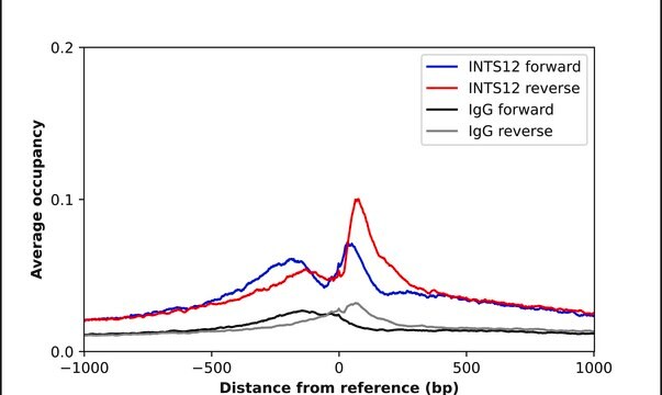 Anti-INTS12 antibody produced in rabbit Prestige Antibodies&#174; Powered by Atlas Antibodies, affinity isolated antibody