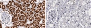 Anti-APN/CD13 Antibody, clone 1D20 ZooMAb&#174; Rabbit Monoclonal recombinant, expressed in HEK 293 cells