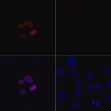 Anti-Acetyl-Histone H4-K16 antibody produced in rabbit