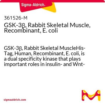 GSK-3&#946;, Rabbit Skeletal Muscle, Recombinant, E. coli GSK-3&#946;, Rabbit Skeletal MuscleHis-Tag, Human, Recombinant, E. coli, is a dual specificity kinase that plays important roles in insulin- and Wnt-mediated signaling. It is inactivated by phosphorylation at Ser9.