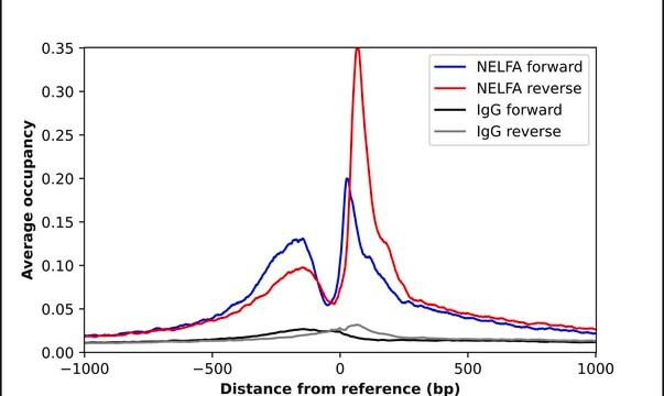 Anti-NELFA antibody produced in rabbit Prestige Antibodies&#174; Powered by Atlas Antibodies, affinity isolated antibody