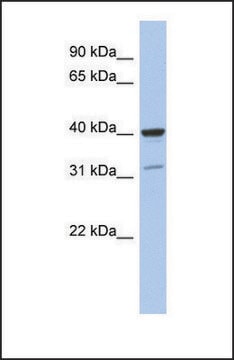 Anti-THPO antibody produced in rabbit affinity isolated antibody