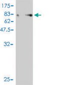 Monoclonal Anti-YES1 antibody produced in mouse clone 2F4, purified immunoglobulin, buffered aqueous solution