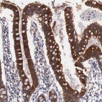 Anti-AMN antibody produced in rabbit Prestige Antibodies&#174; Powered by Atlas Antibodies, affinity isolated antibody, buffered aqueous glycerol solution