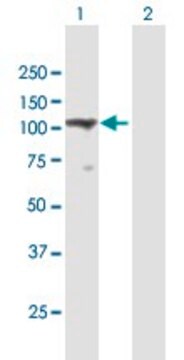 Anti-TMEM24 antibody produced in mouse purified immunoglobulin, buffered aqueous solution