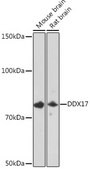 Anti-DDX17 Antibody, clone 2U1P0, Rabbit Monoclonal
