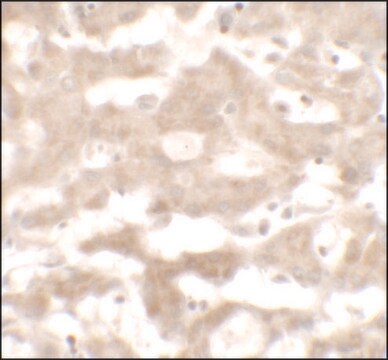 Anti-VNN3 antibody produced in rabbit affinity isolated antibody