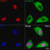 [KO Validated]Anti-HDAC8 Antibody, clone 1O2Y5, Rabbit Monoclonal