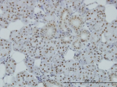 Monoclonal Anti-SMC1L1 antibody produced in mouse clone 1B9, purified immunoglobulin, buffered aqueous solution
