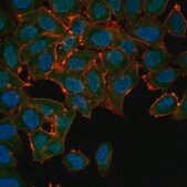 Anti-Actin Antibody, Alexa Fluor&#8482; 488 Conjugate from rabbit, ALEXA FLUOR&#8482; 488