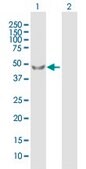 Anti-PDPK1 antibody produced in mouse purified immunoglobulin, buffered aqueous solution