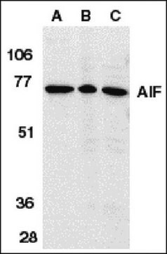 Anti-AIF Antibody, internal domain Chemicon&#174;, from rabbit