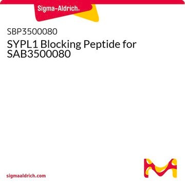 SYPL1 Blocking Peptide for SAB3500080