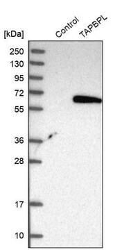 Anti-TAPBPL antibody produced in rabbit Prestige Antibodies&#174; Powered by Atlas Antibodies, affinity isolated antibody, buffered aqueous glycerol solution