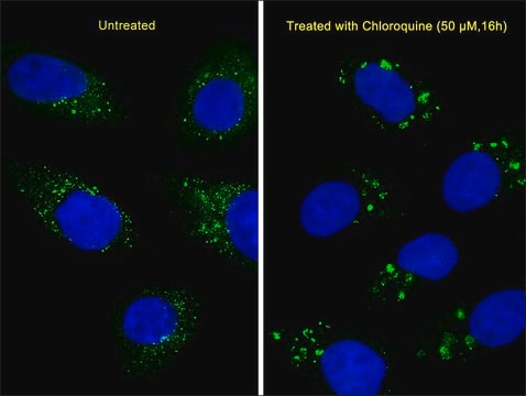 MONOCLONAL ANTI-LC3 (APG8) antibody produced in mouse clone 166AT1234, IgG fraction of antiserum, buffered aqueous solution