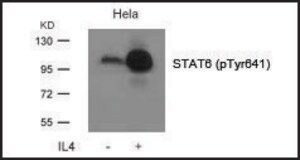 Anti-phospho-STAT6 (pTyr641) antibody produced in rabbit affinity isolated antibody