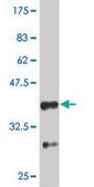 Monoclonal Anti-PTEN antibody produced in mouse clone 3E7, purified immunoglobulin, buffered aqueous solution