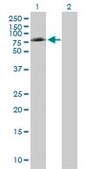 Anti-PTGS1 antibody produced in mouse purified immunoglobulin, buffered aqueous solution