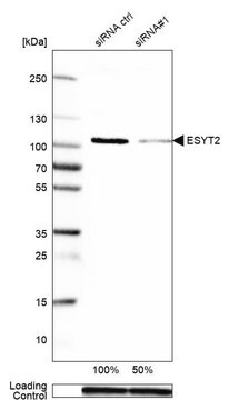 Anti-ESYT2 antibody produced in rabbit Prestige Antibodies&#174; Powered by Atlas Antibodies, affinity isolated antibody, buffered aqueous glycerol solution