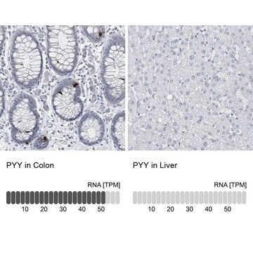 Anti-PYY antibody produced in rabbit Prestige Antibodies&#174; Powered by Atlas Antibodies, affinity isolated antibody, buffered aqueous glycerol solution