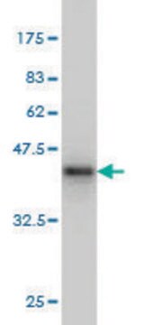 Monoclonal Anti-IL20 antibody produced in mouse clone 2H8, purified immunoglobulin, buffered aqueous solution